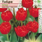 Tulipe double htive 'Carlton'
